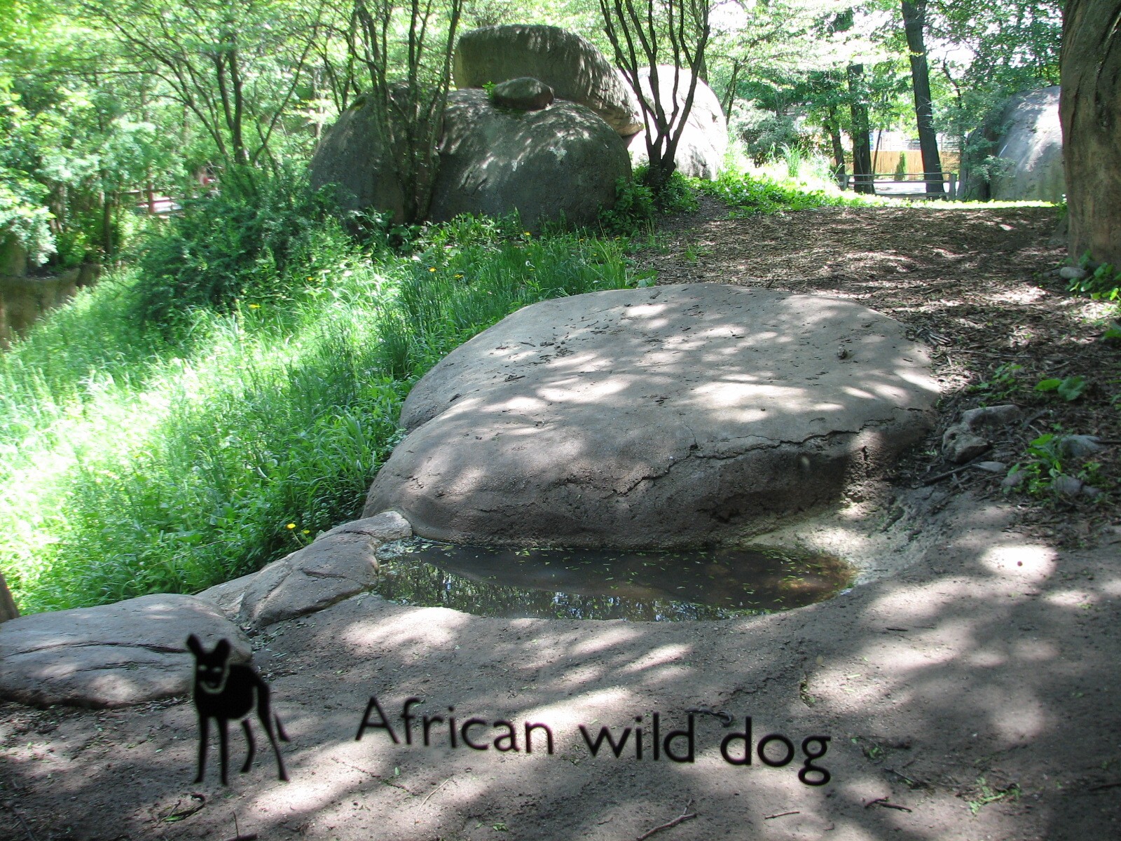 Habitat Africa! The Savannah - African Wild Dog Exhibit View from Building