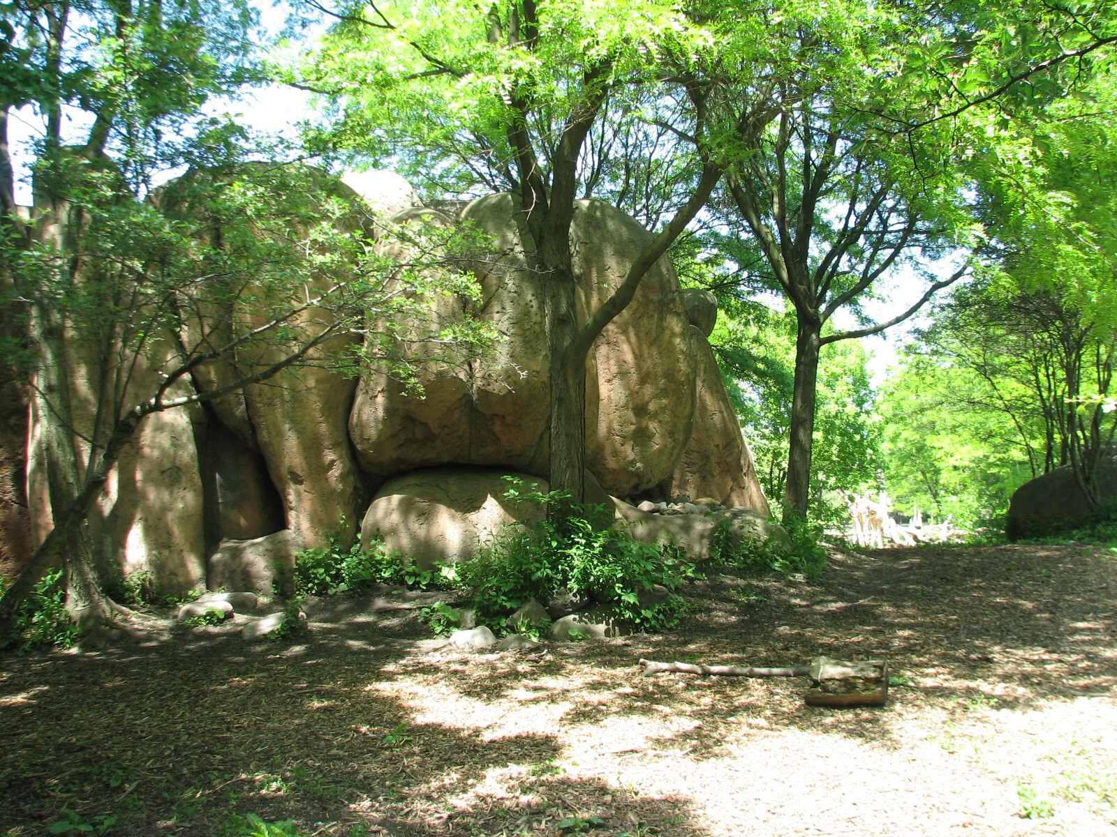 Habitat Africa! The Savannah - African Wild Dog Exhibit