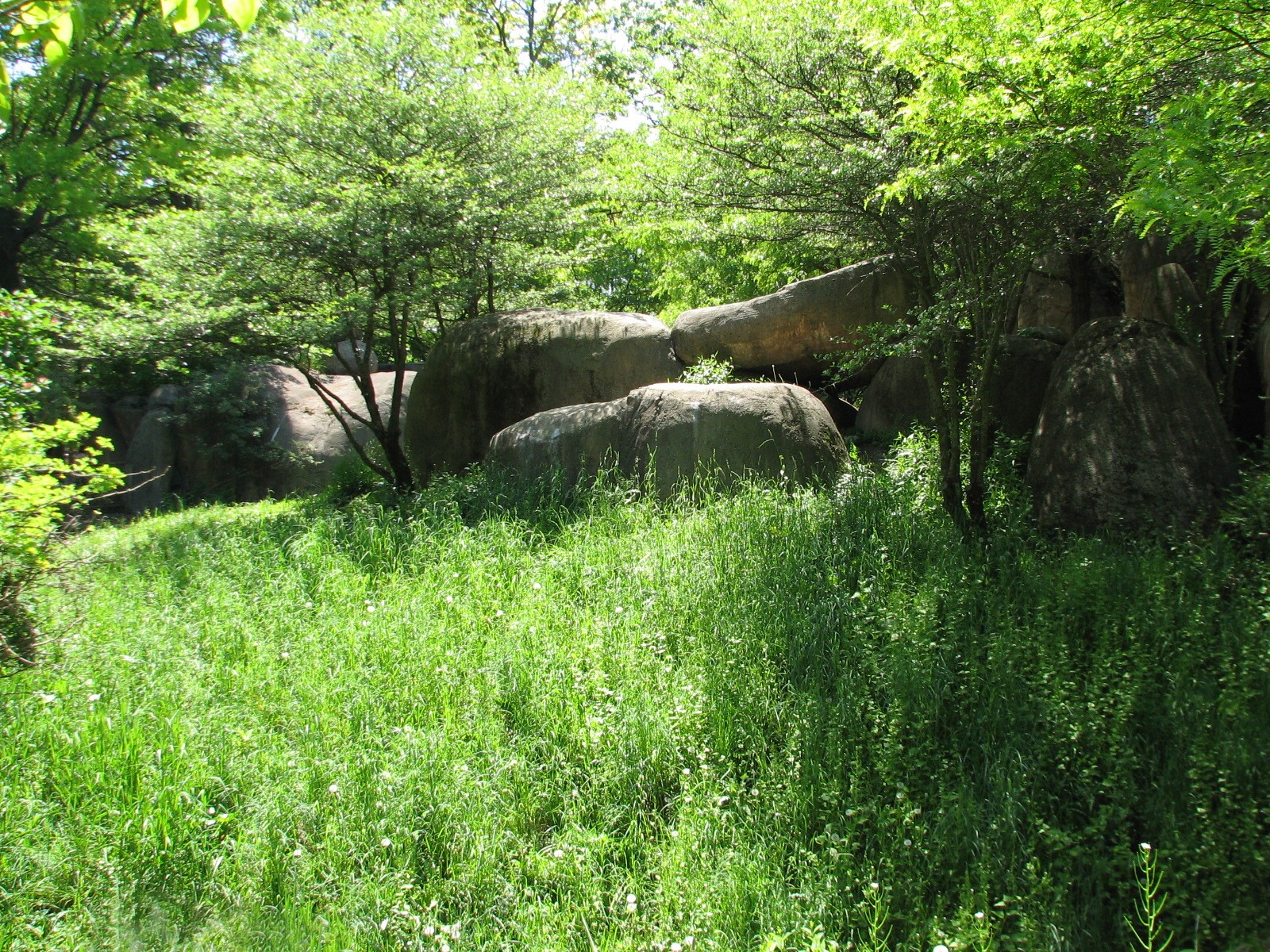 Habitat Africa! The Savannah - African Wild Dog Exhibit