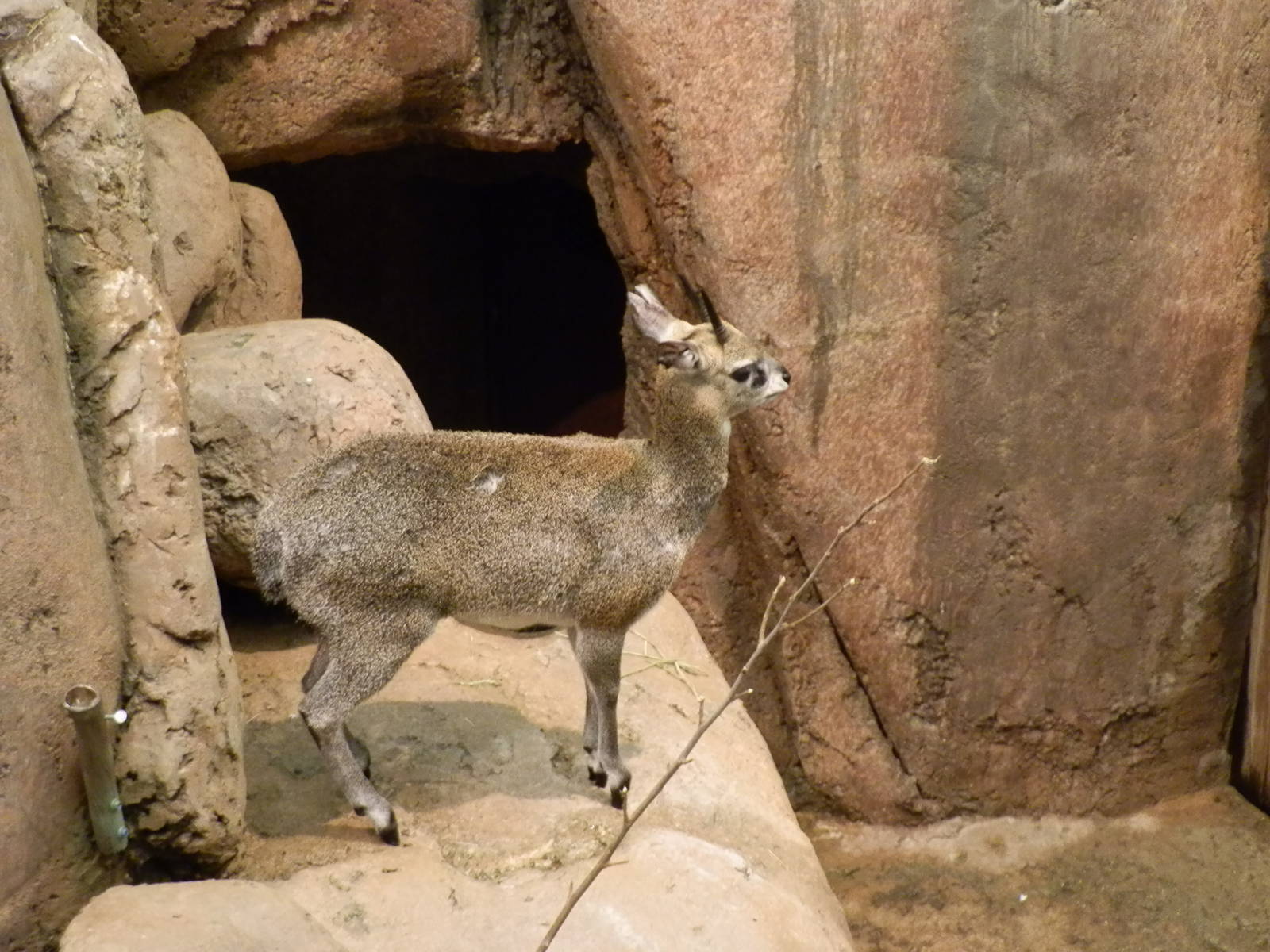Habitat Africa! The Savannah- Dik Dik