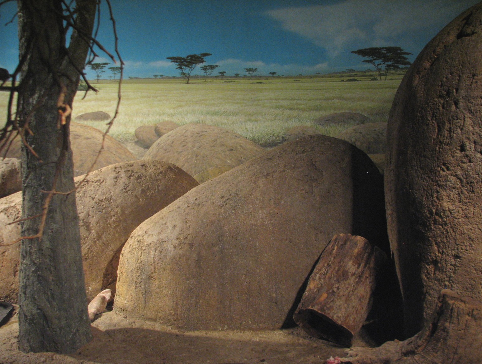 Habitat Africa! The Savannah - Dwarf Mongoose Exhibit