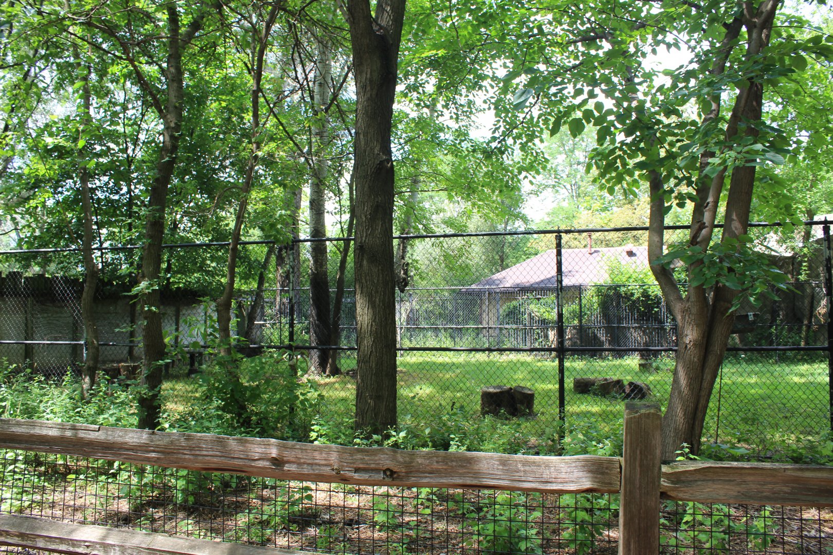 Habitat Africa: The Savannah - Gerenuk & Klipspringer Exhibit