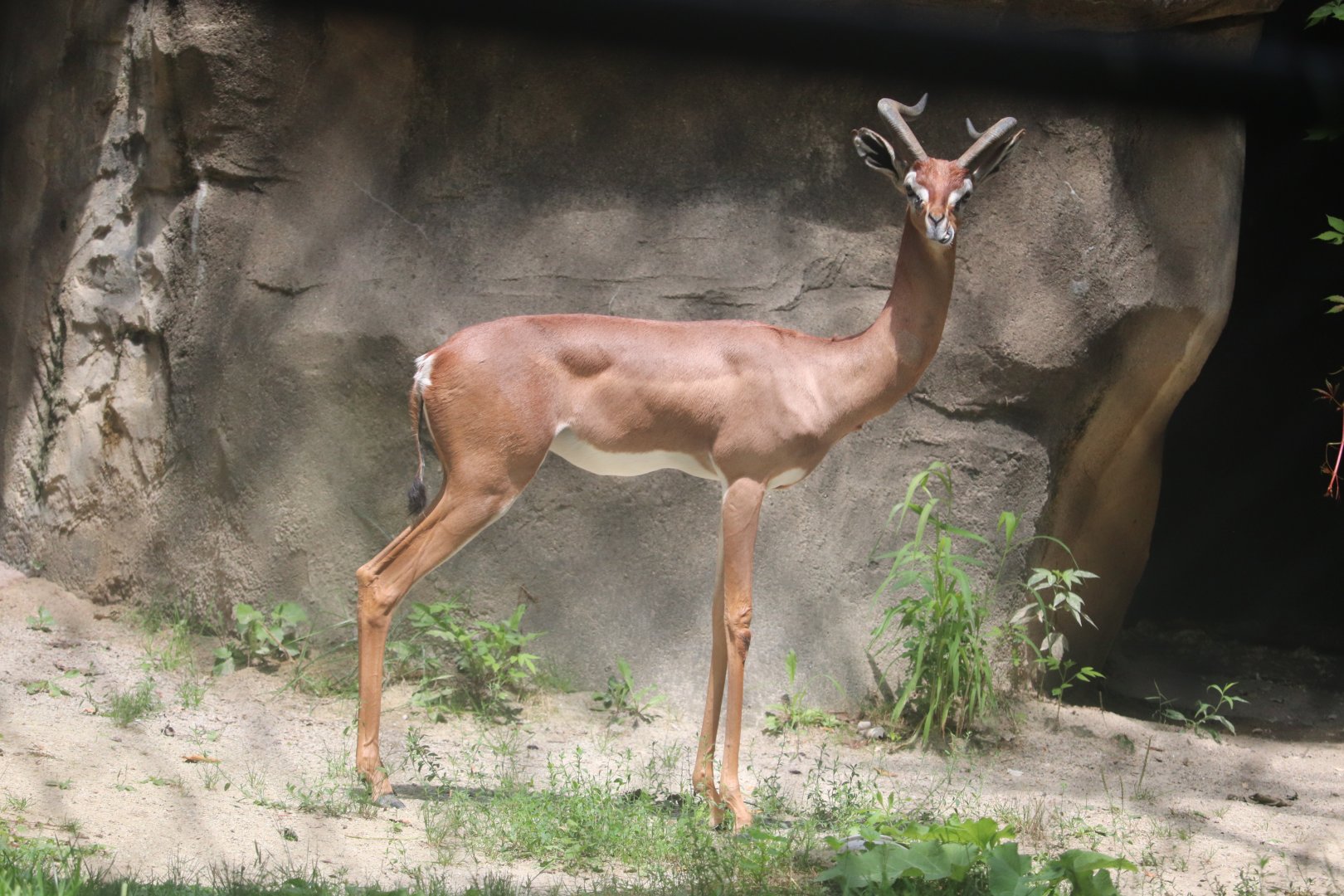 Habitat Africa! The Savannah - Gerenuk