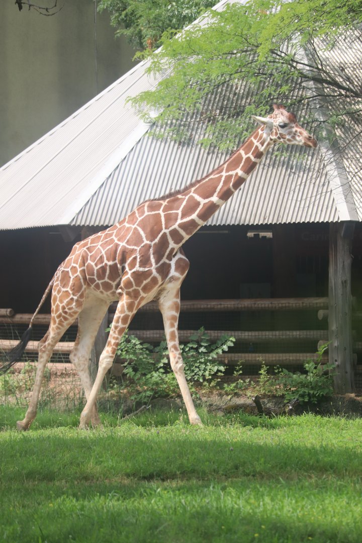 Habitat Africa! The Savannah - Giraffe