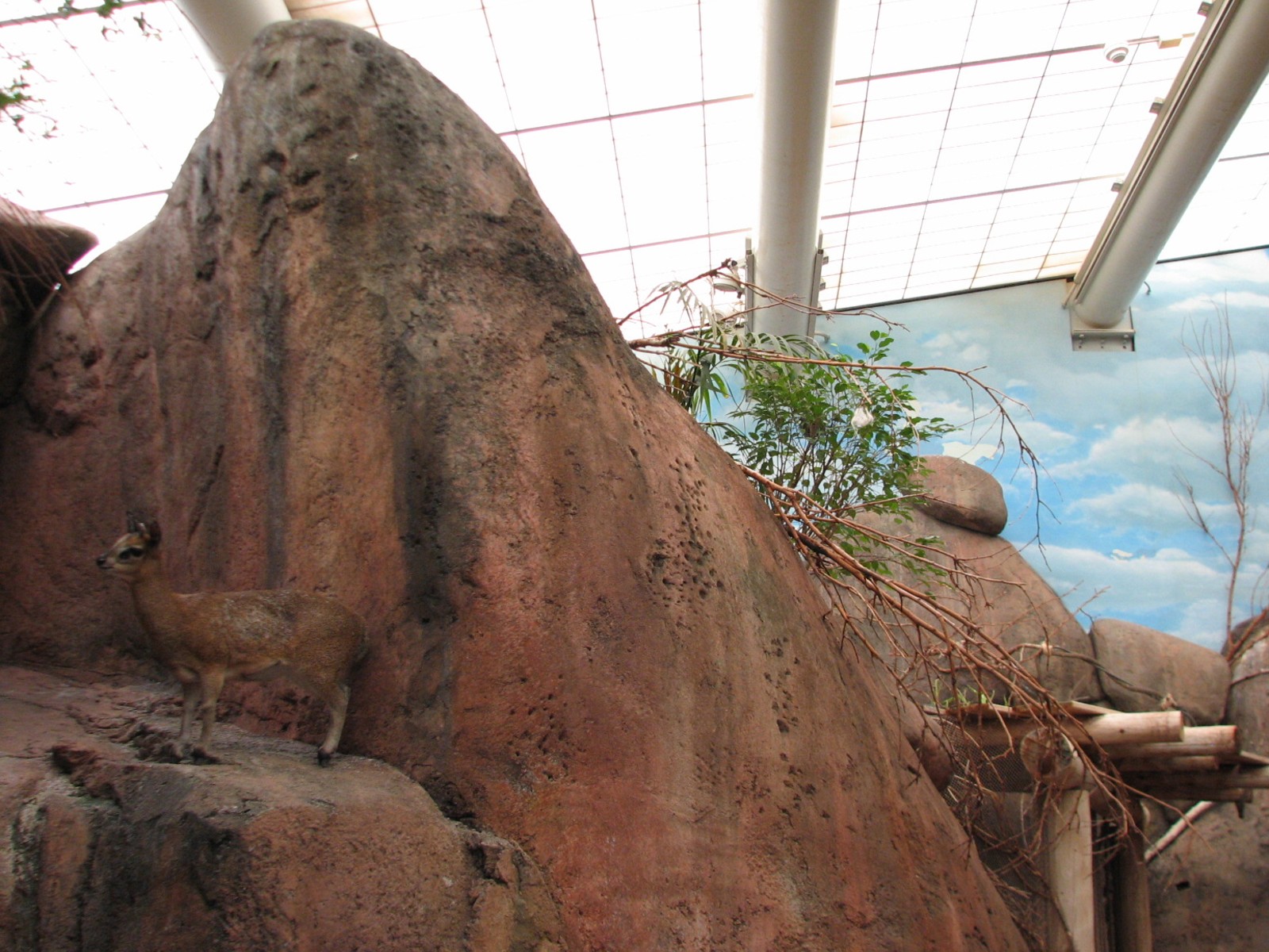 Habitat Africa! The Savannah - Klipspringer and Birds Exhibit 1