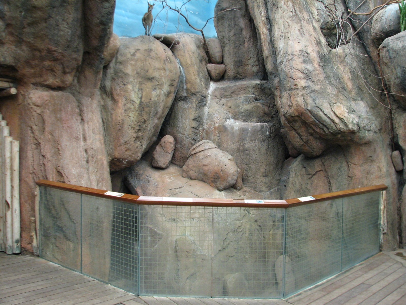 Habitat Africa! The Savannah - Klipspringer and Birds Exhibit 2