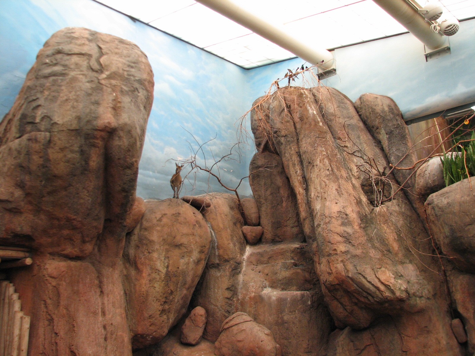 Habitat Africa! The Savannah - Klipspringer and Birds Exhibit 2