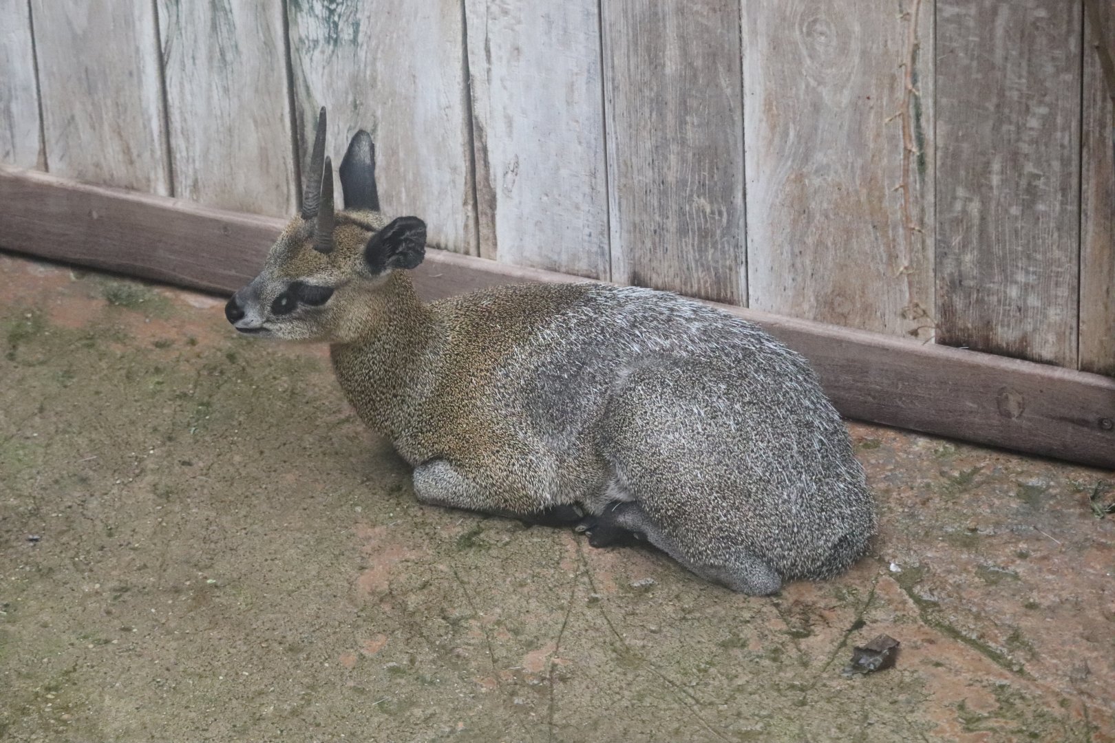 Habitat Africa! The Savannah - Klipspringer
