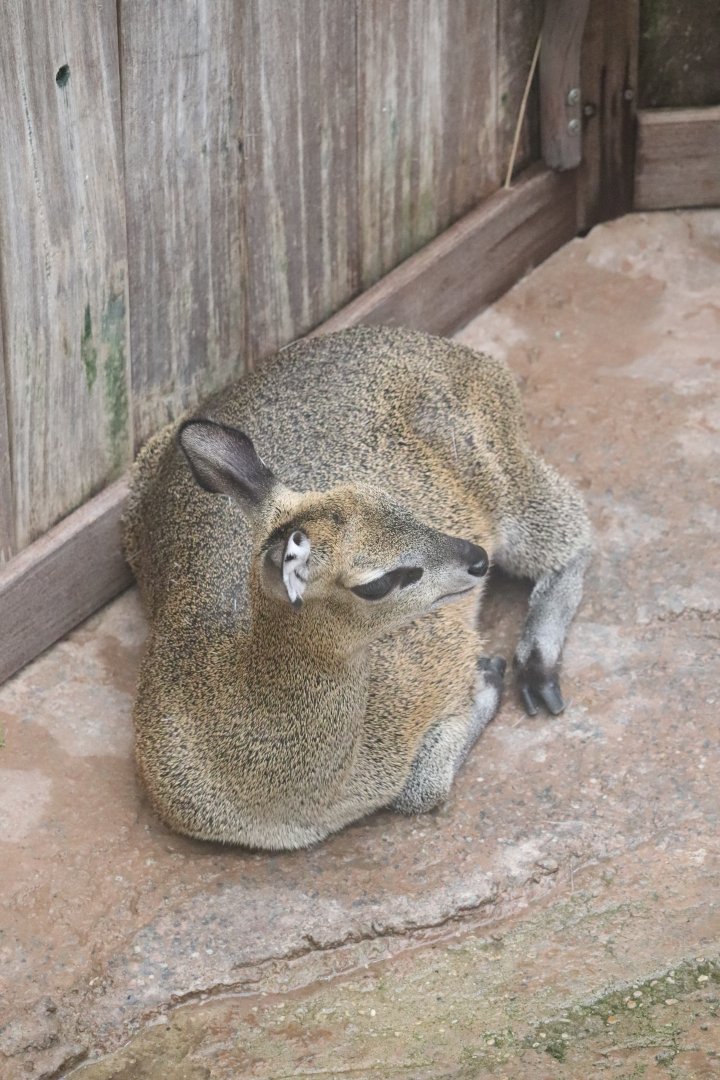 Habitat Africa! The Savannah - Klipspringer