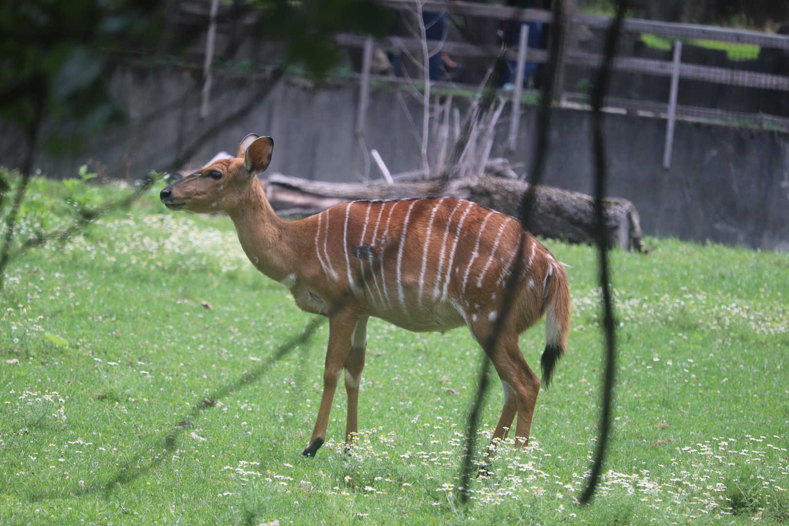 Habitat Africa! The Savannah - Nyala