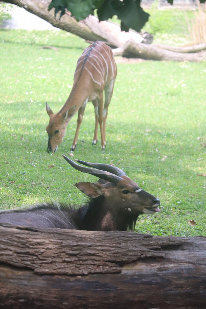 Habitat Africa! The Savannah - Nyala