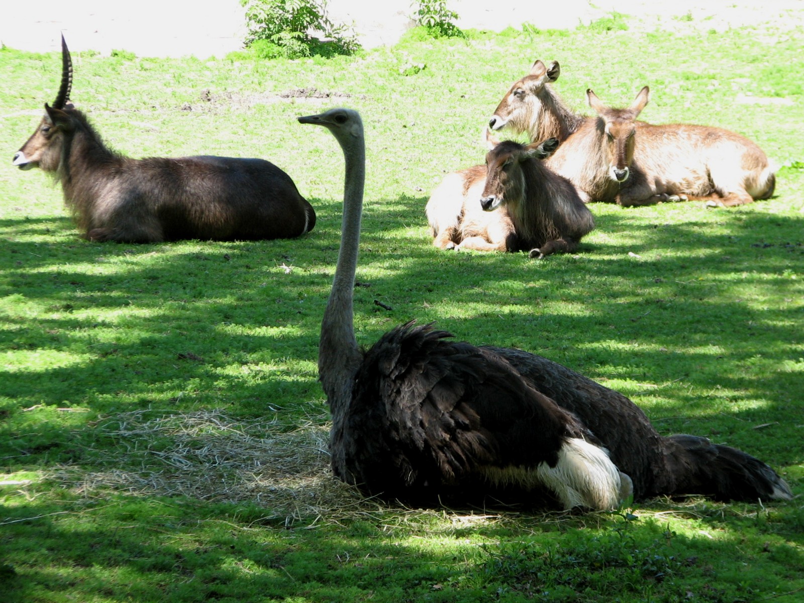 Habitat Africa! The Savannah - Ostrich and Waterbuck