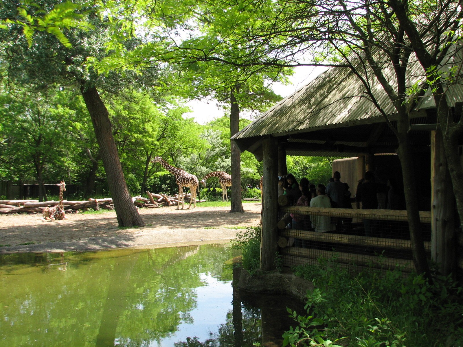 Habitat Africa! The Savannah - Reticulated Giraffe Exhibit