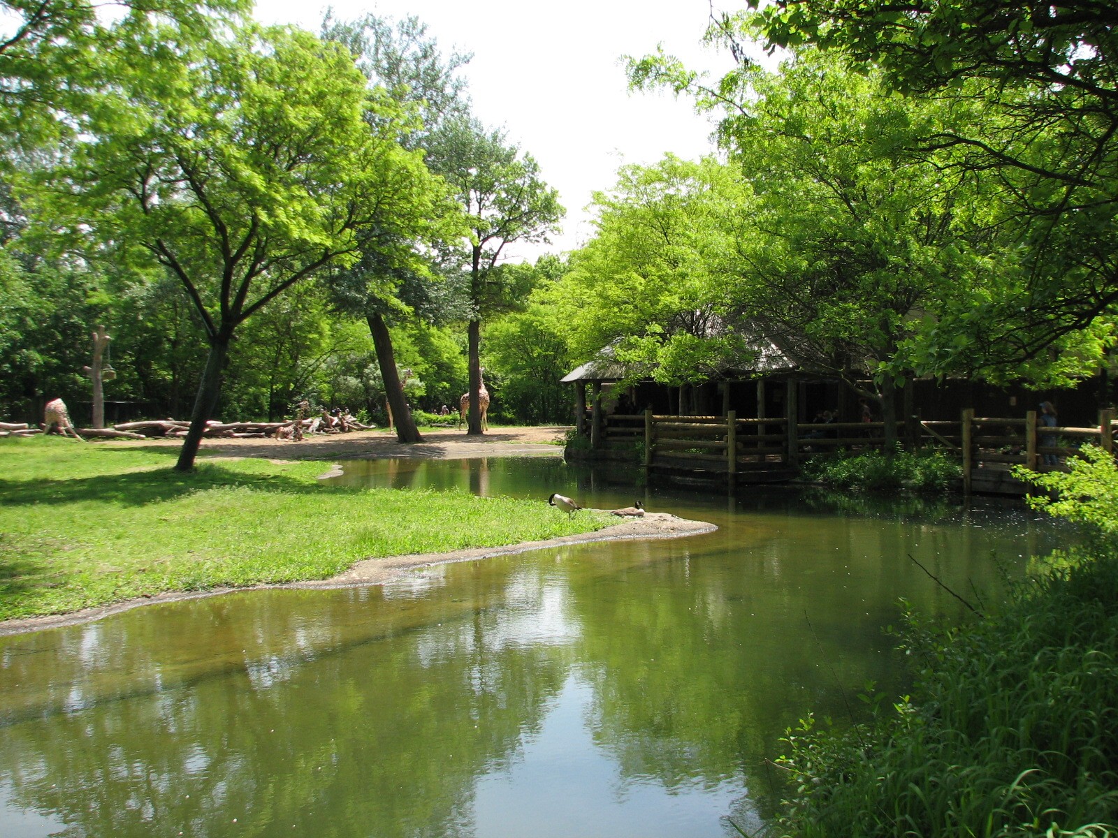 Habitat Africa! The Savannah - Reticulated Giraffe Exhibit