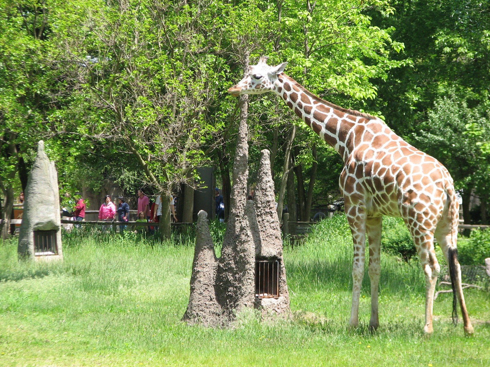 Habitat Africa! The Savannah - Reticulated Giraffe Exhibit