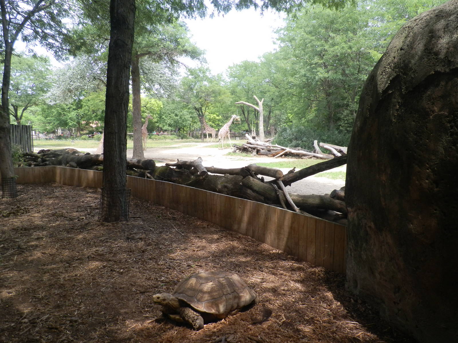 Habitat Africa! The Savannah- Spurred Tortoise Exhibit with Giraffe Exhibit