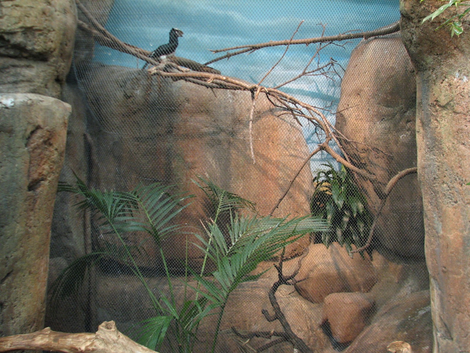 Habitat Africa! The Savannah - Trumpeter Hornbill Exhibit
