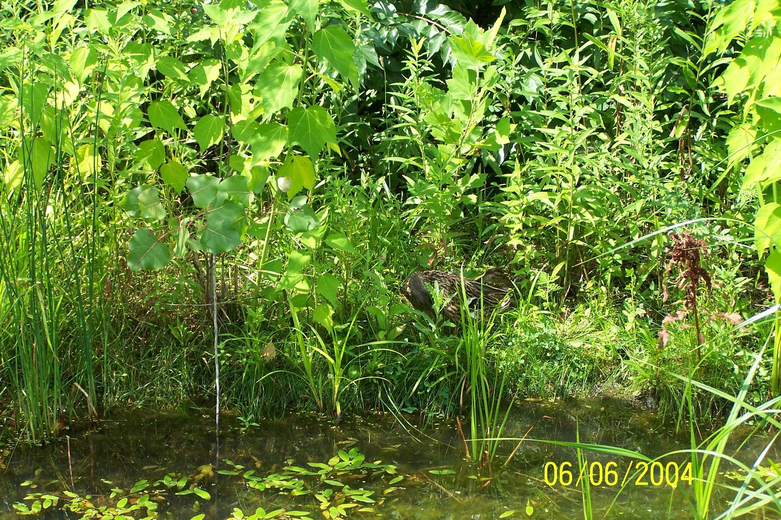 Habitat Hollow Pond ~ North America