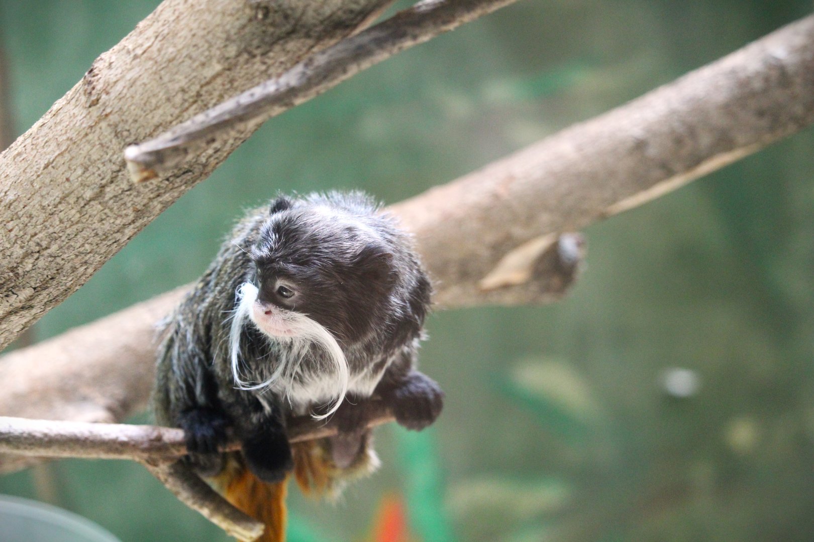 Habitat HQ - Bearded Emperor Tamarin