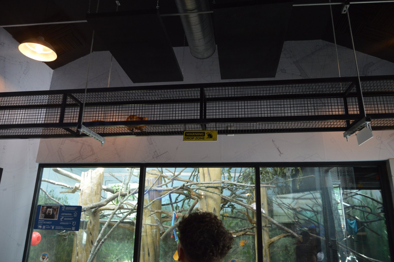 Habitat HQ - Golden Lion Tamarin (Leontopithecus rosalia) in an overhead chute.