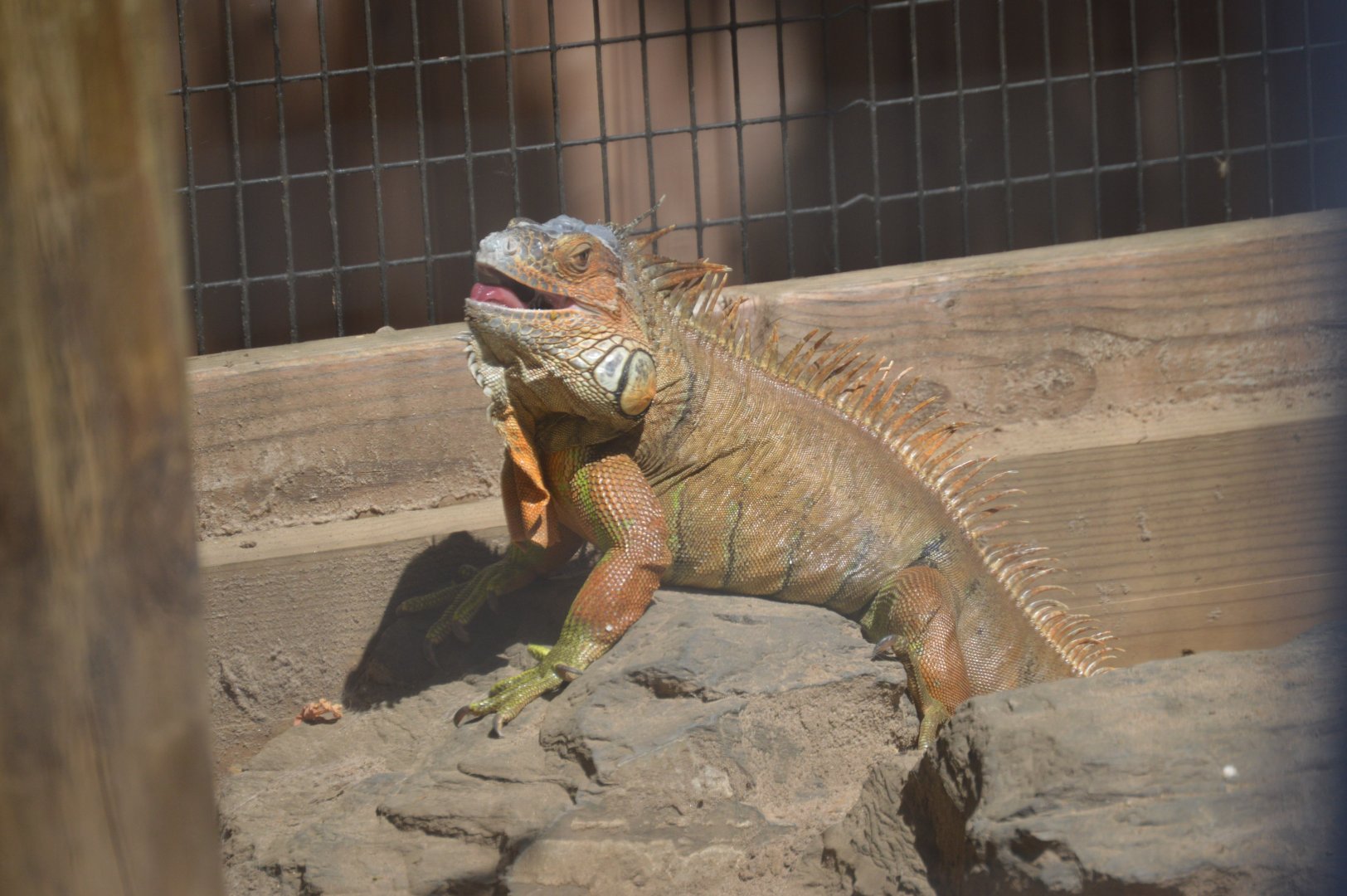 Habitat HQ - Green Iguana (Iguana iguana)