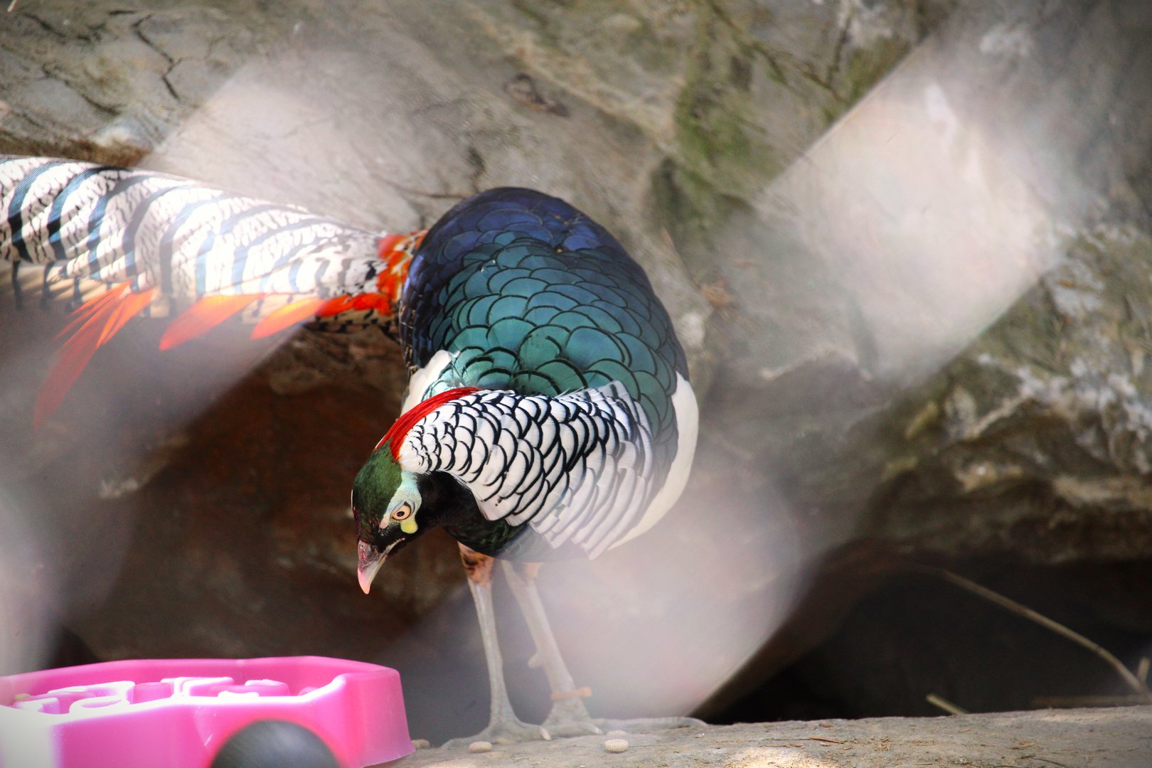 Habitat HQ - Lady Amherst's Pheasant