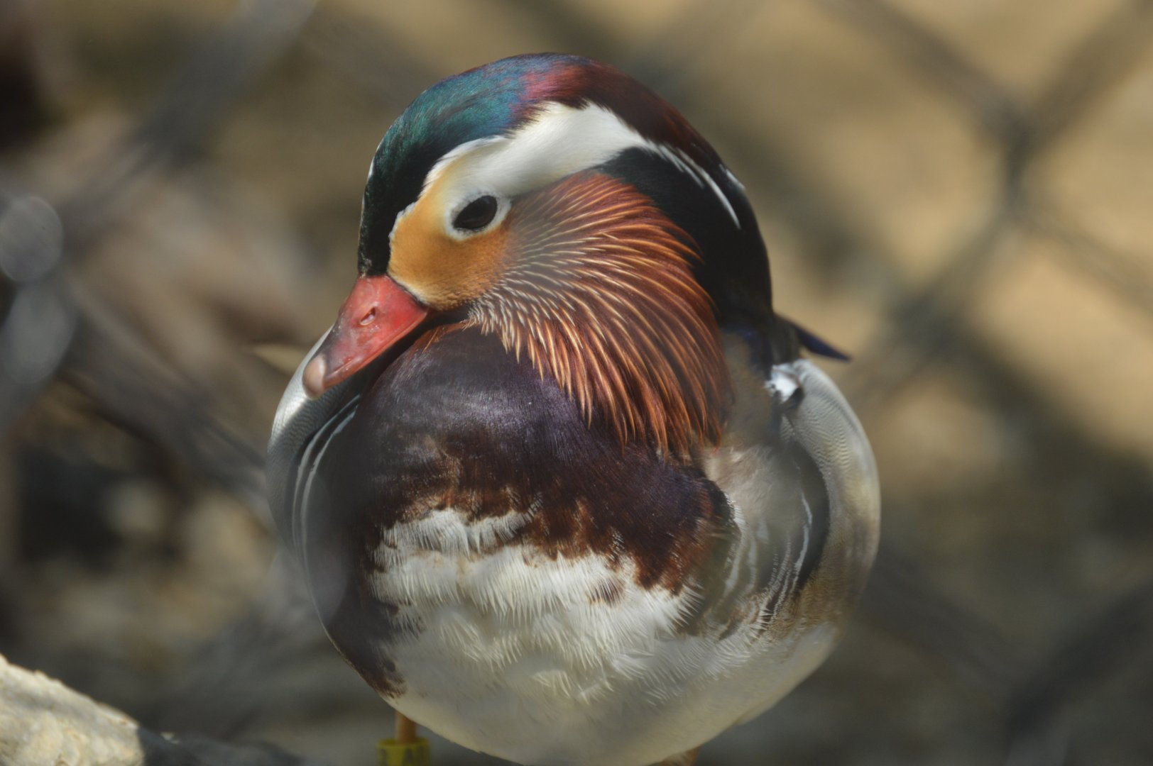 Habitat HQ - Mandarin Duck (Aix galericulata)