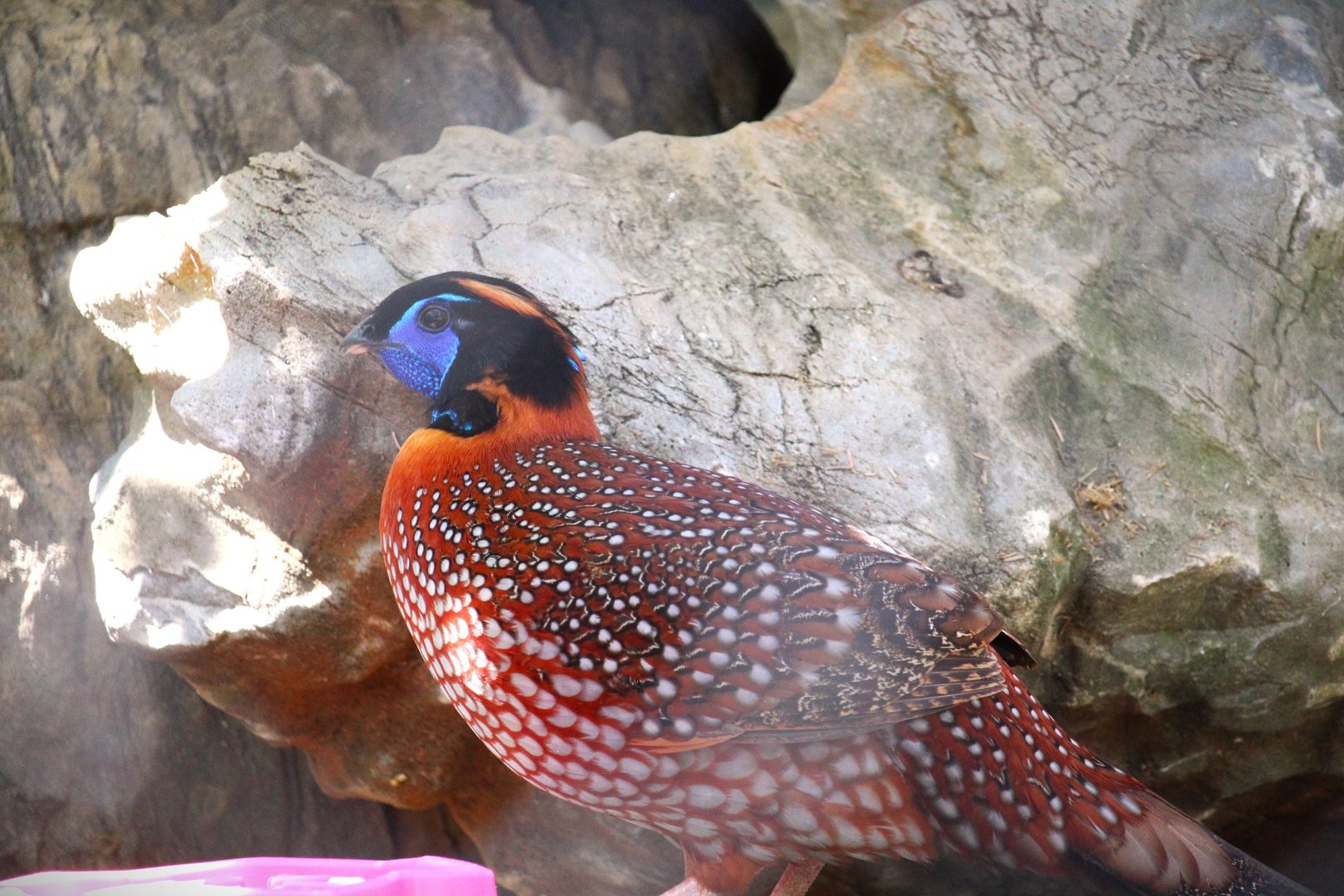 Habitat HQ - Temminck's Tragopan