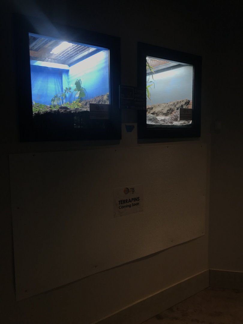 Habitat HQ turtle exhibits