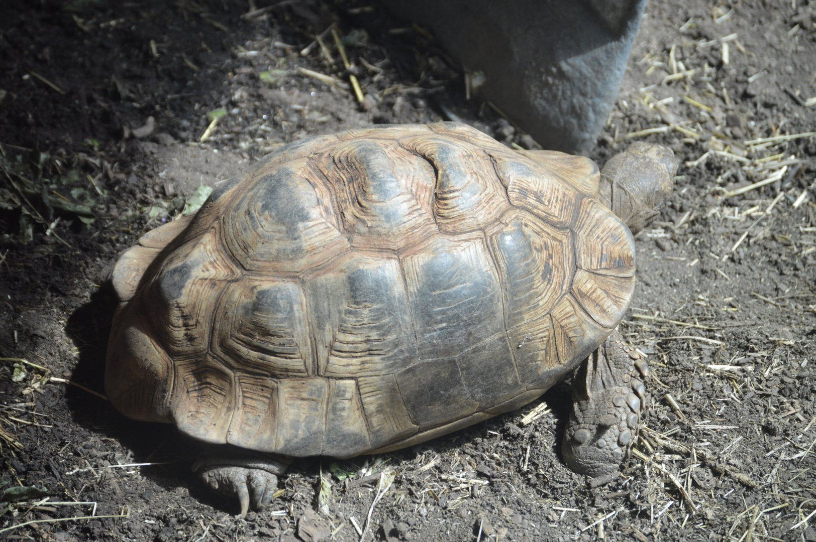 Habitat Madagascar - Leopard Tortoise (Stigmochelys pardalis)