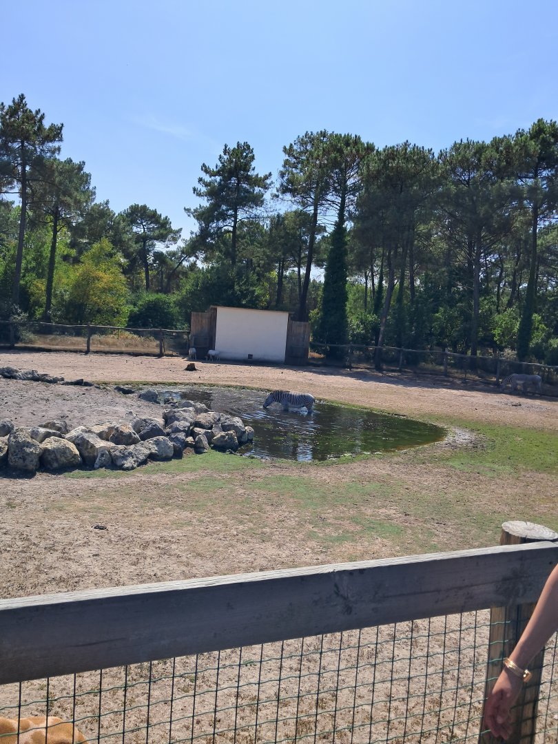 Habitat of giraffes, zebras and oryx