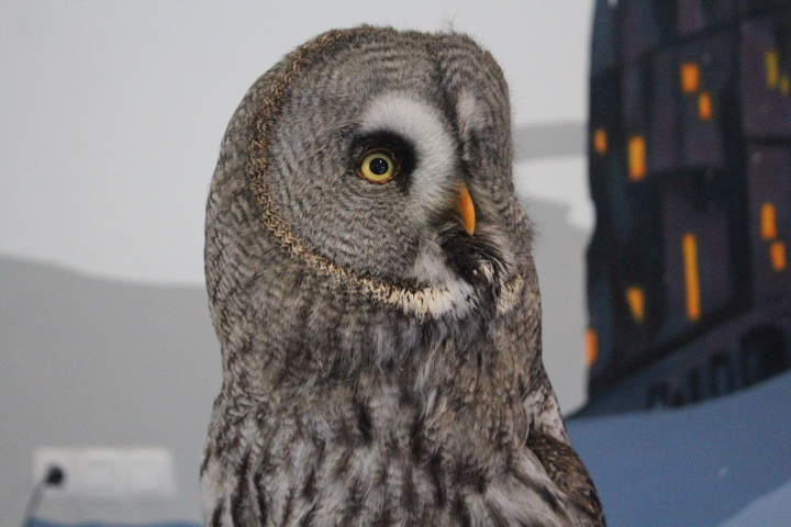 Habitat Park SCBD - Eurasian great grey owl (Strix nebulosa lapponica)