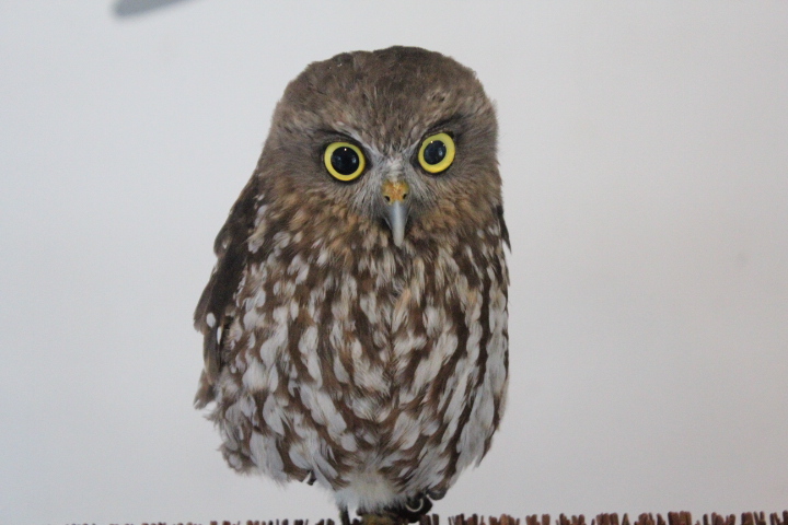 Habitat Park SCBD - Javan brown boobok (Ninox scutulata javanensis)