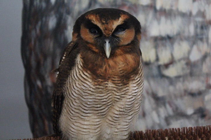 Habitat Park SCBD - Javan brown wood owl (Strix leptogrammica bartelsi)