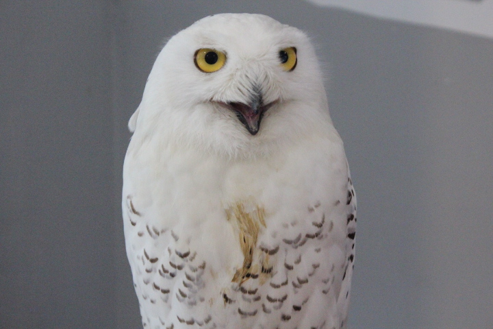 Habitat Park SCBD - Snowy owl (Bubo scandiacus)