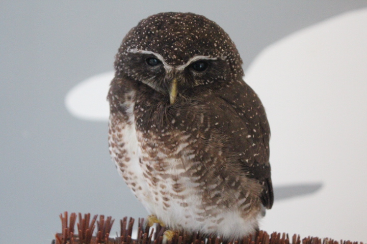 Habitat Park SCBD - Speckled boobok (Ninox punctulata)