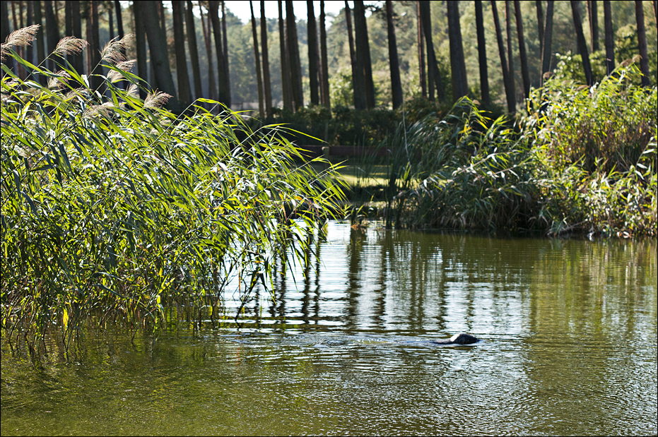Habor-Seal at Serengeti Park
