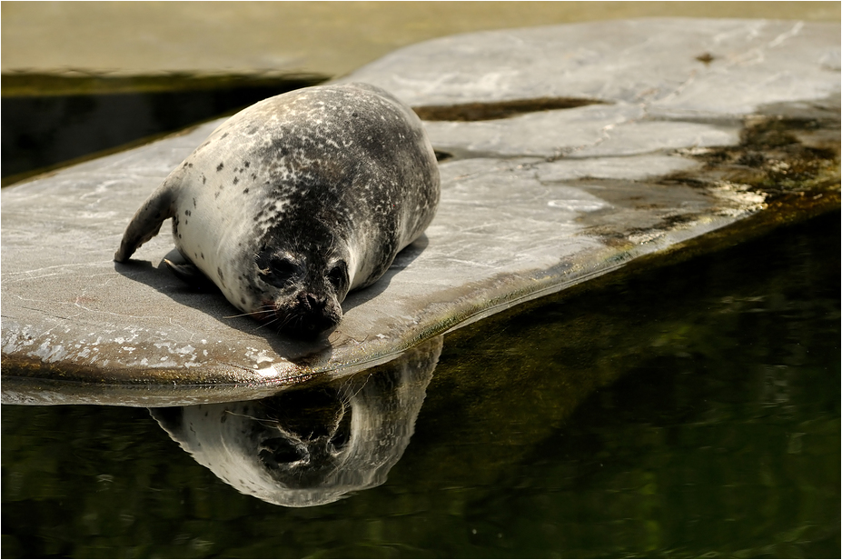 Habour seal at Dählhölzli zoo