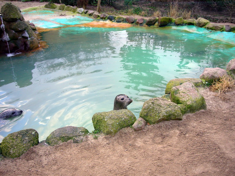 Habour-Seal enclosure at Grömitz