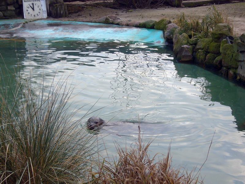 Habour-Seal enclosure at Grömitz