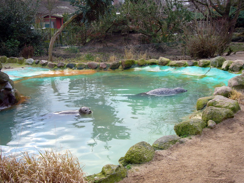 Habour-Seal enclosure at Grömitz