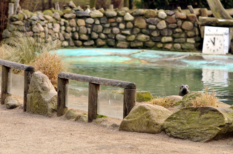 Habour-Seal enclosure at Grömitz