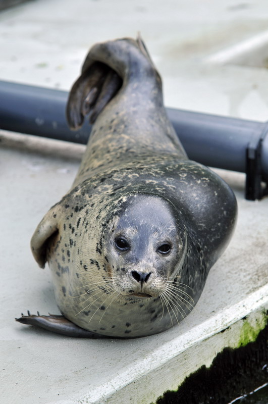 Habour-Seal in Kleve