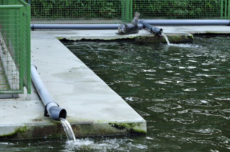 Habour-Seal in Kleve