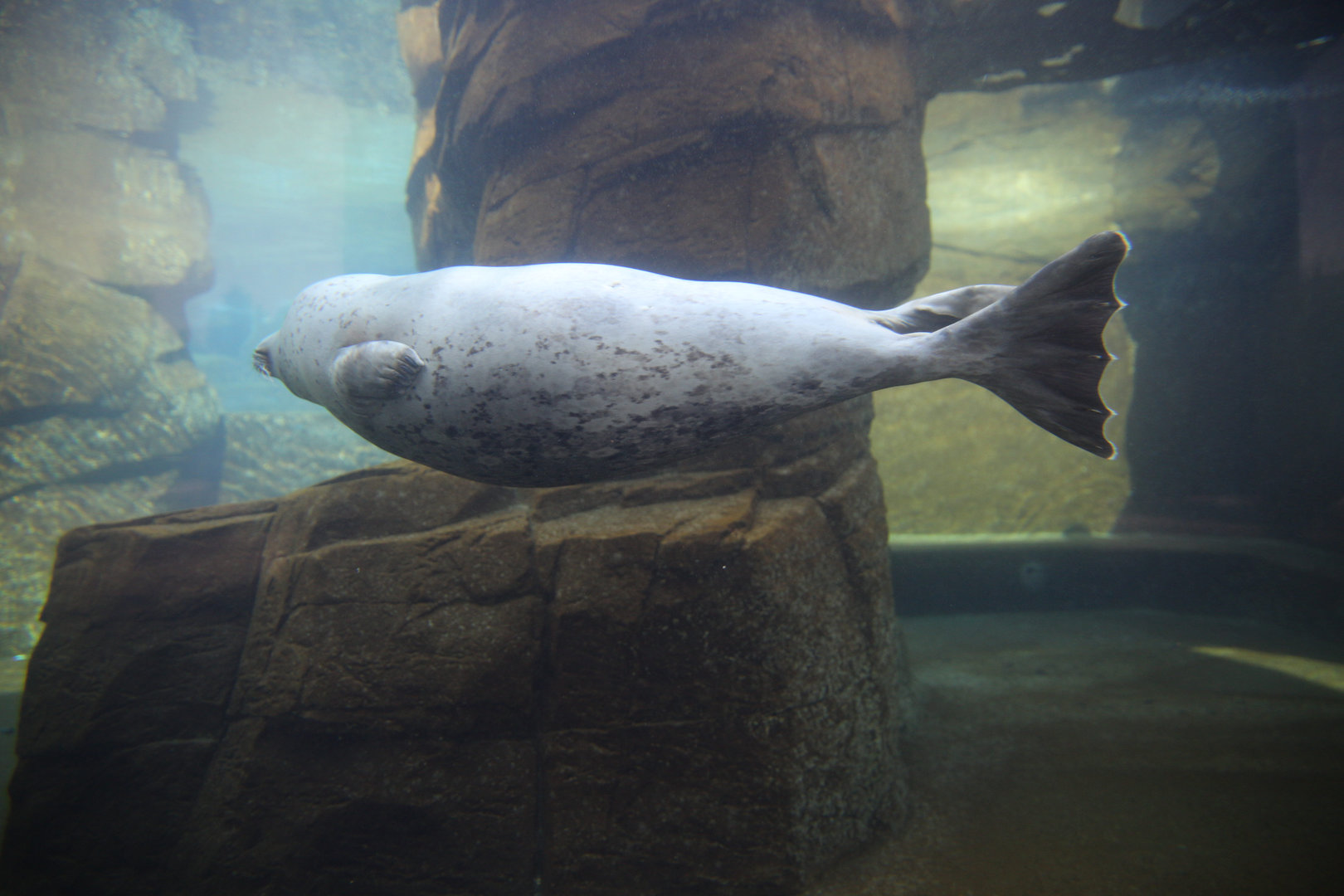 Habour Seal/ Phoca vitulina