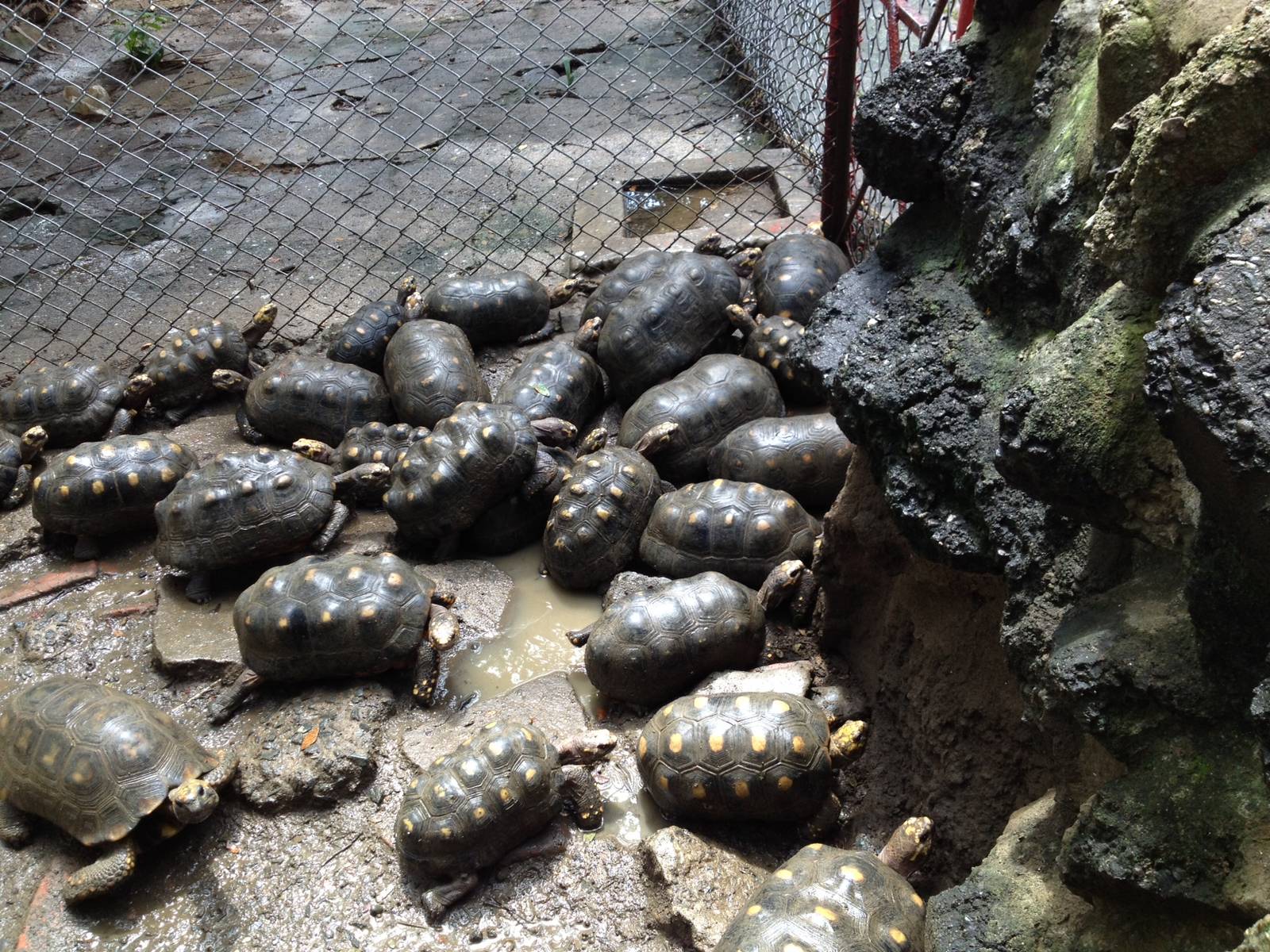 Hacinated deformed tortoises