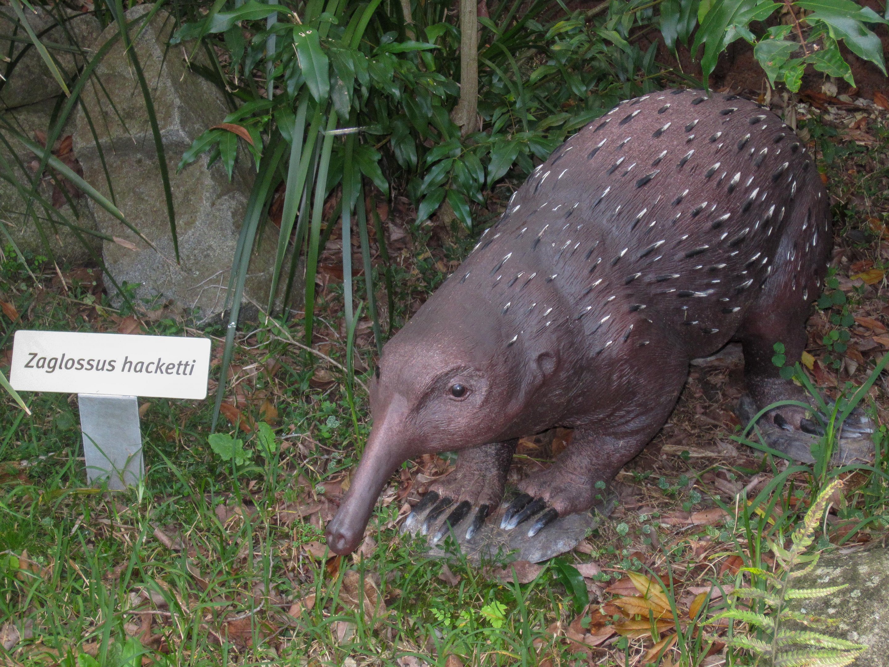 Hackett's Long-beaked Echidna