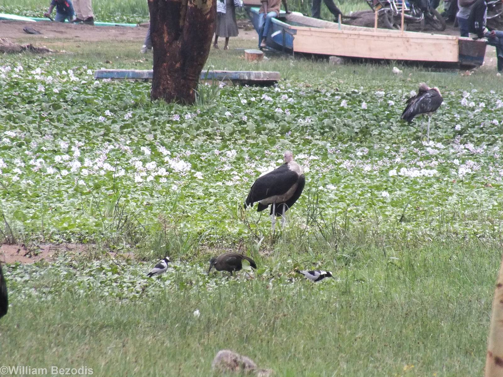 Hadada, Blacksmith Plovers, and Marabous - Lake Naivasha