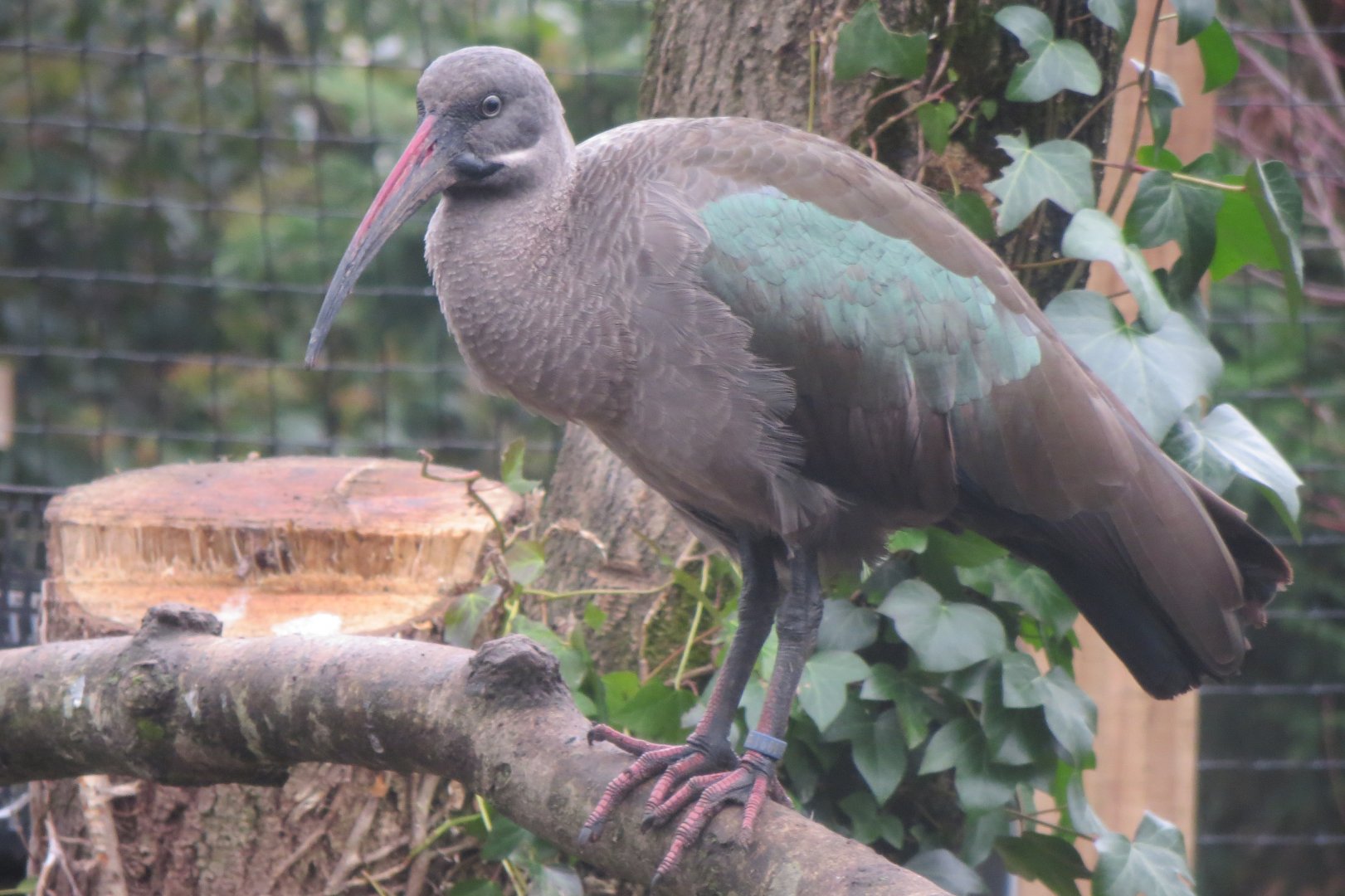 Hadada ibis 170219