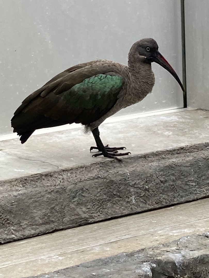 Hadada Ibis (8/8/24)